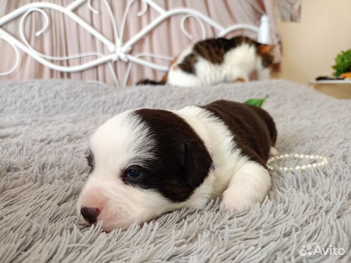 Щенки вельш-корги кардиган