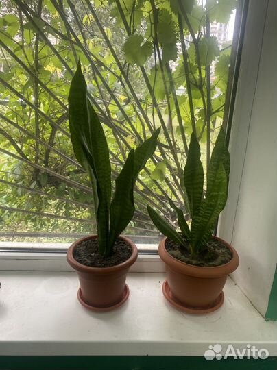 Сансевиерия