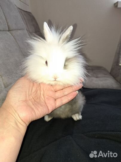 Декоративный кролик