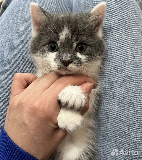 Котик от шотландской вислоухой
