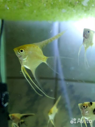 Подростки Скалярии