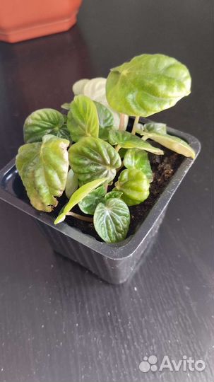 Пеперомия лилиан