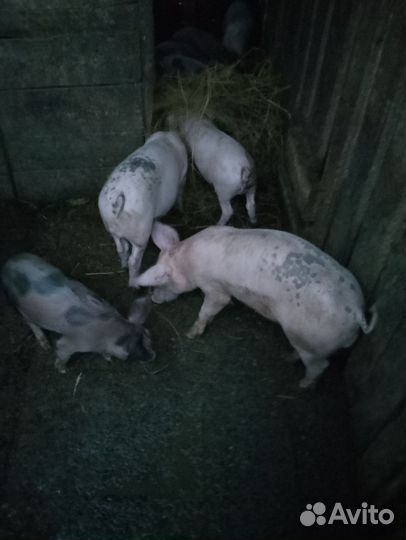 Поросята