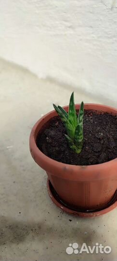 Алоэ тигровое