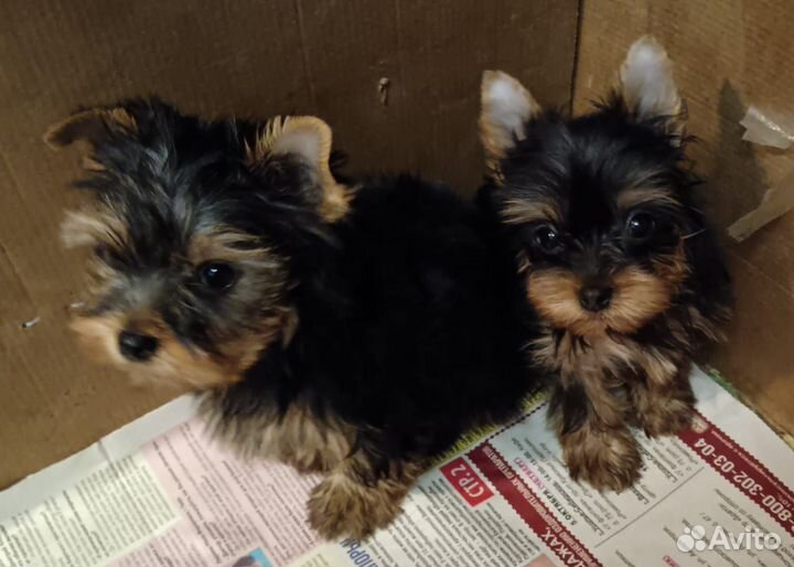 Йоркширский терьер