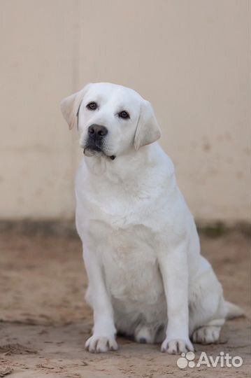 Обработка собак от клещей