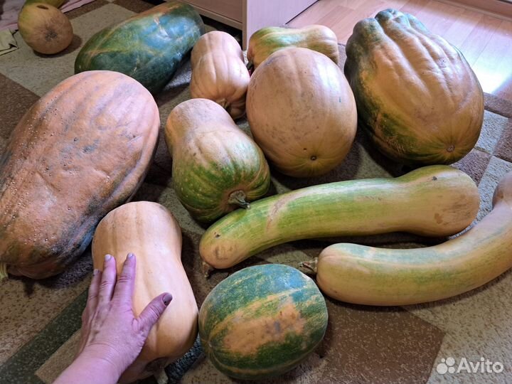 Тыква мускатная