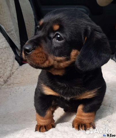 Таксы и другие породы