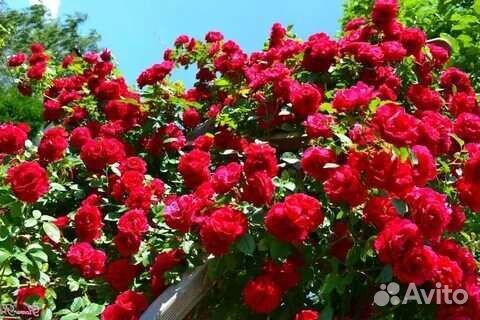 Роза плетистая саженцы