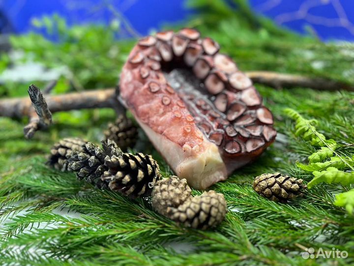 Осьминог щупальца