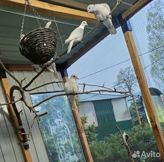 Египетские смеющиеся горлицы