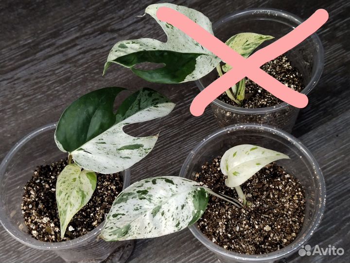 Эпипремнум вайт марбл