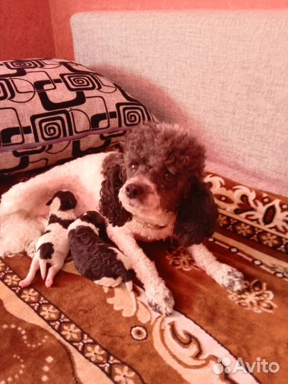 Той-пуделята