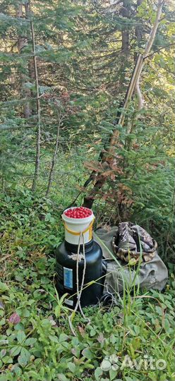 Сироп клоповки(красники) 0,5л