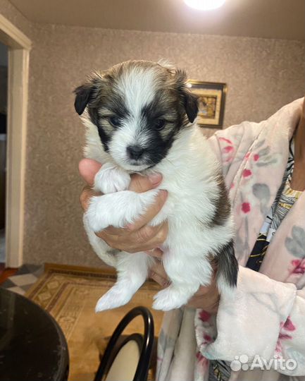 Продаются щенки