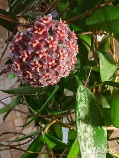 Хойя на срез