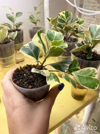 Фикус триангулярис вайт марджин