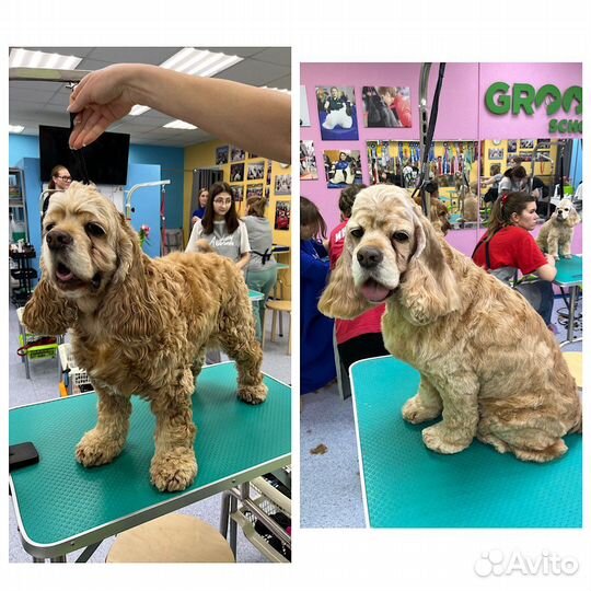 Груминг стрижка собак