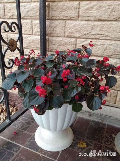 Бегонии 7 видов