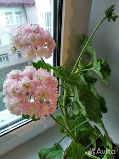 Пеларгония герань April snow и Appel blossom