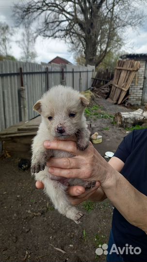 Собака в добрые руки отдам бесплатно