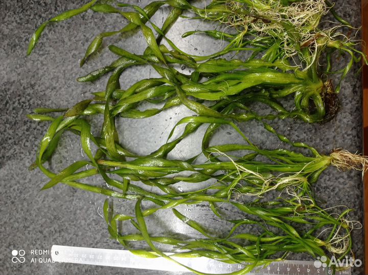 Водоросли для аквариума