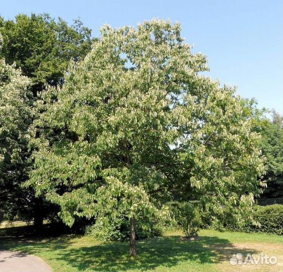 Конфетное дерево (говения сладкая), семена