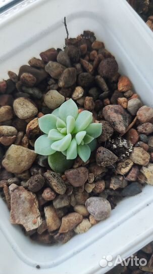 Суккуленты листочки с детками