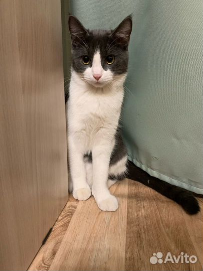 Кошка ласковая 1 год