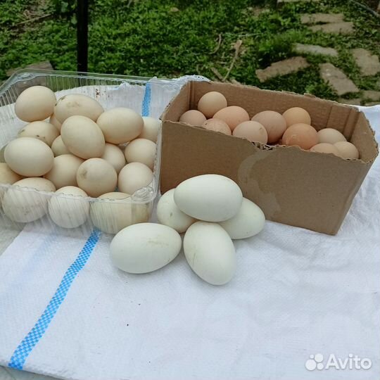 Яйцо домашнее