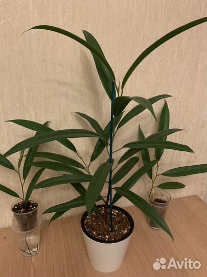 Фикус Али амстрел кинг