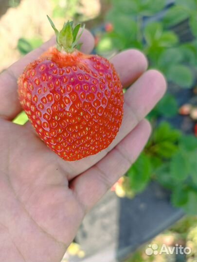 Саженцы клубники