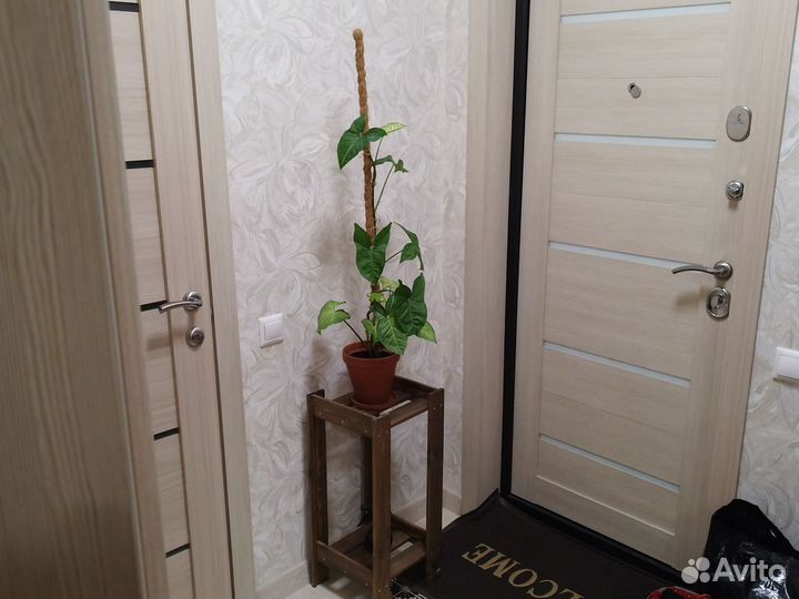 Сингониум + подставка для растений + опора