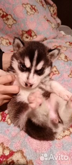 Щенки хаски