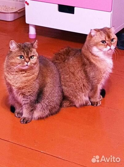 Кошки в добрые руки шотландские