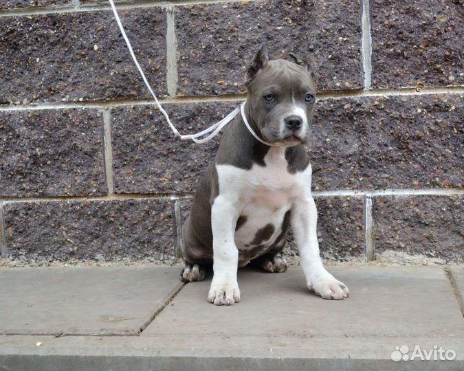 Американский булли тип XL