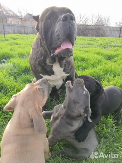 Щенки Кане Корсо