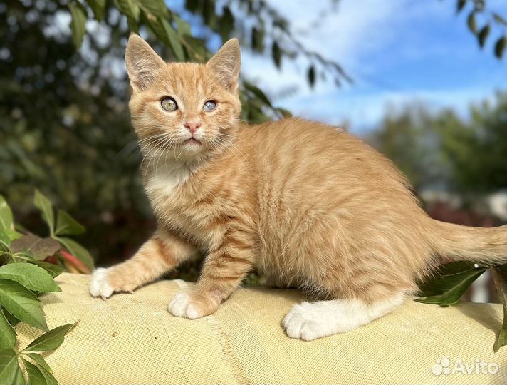 Рыжий котенок мальчик