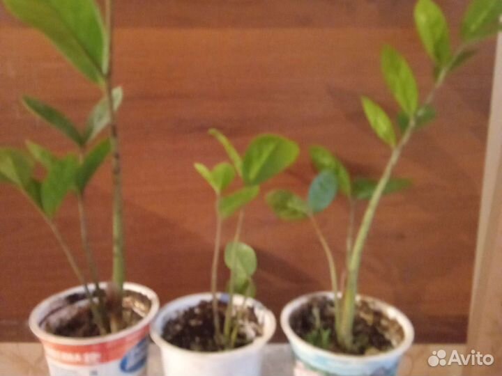 Замиокулькас