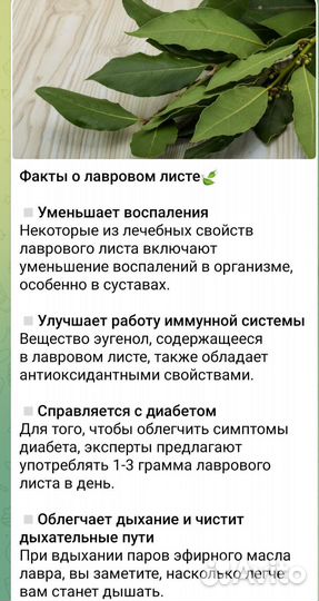 Лавровый лист