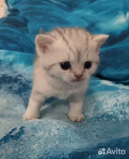 Британские котята