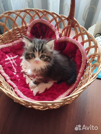 Котенок девочка