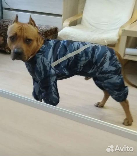 Дождевик для собаки средних пород