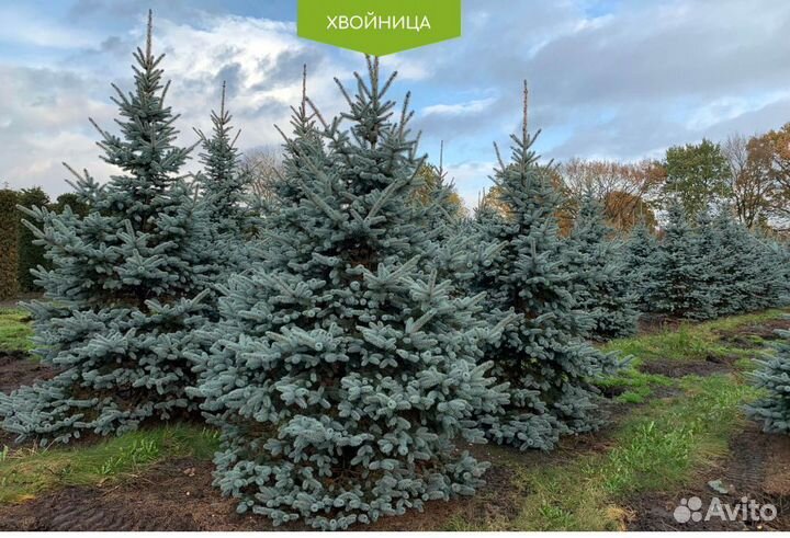 Ель голубая с доставкой и посадкой