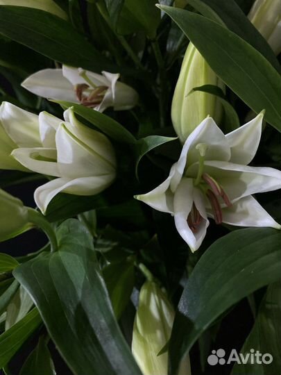 Лилии