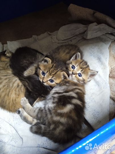 Шотландские котята