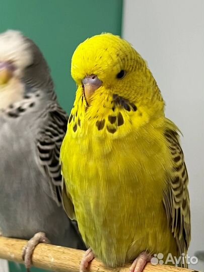 Выставочные волнистые попугаи чехи, хагоромо