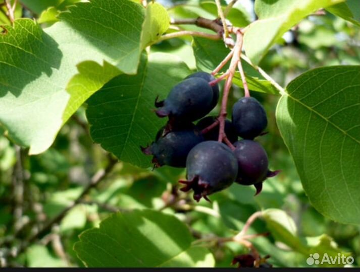 Ирга саженцы