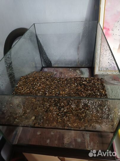 Красноухая черепаха