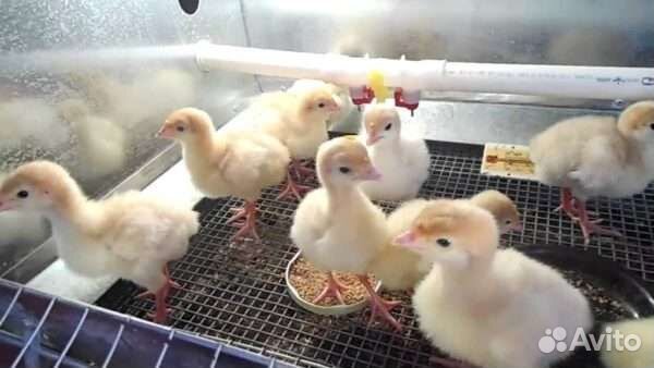 Индюшата бройлерные биг 6